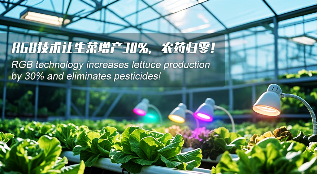 当补光灯照进大棚：RGB技术让生菜增产30%，农药归零！
